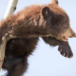 Rick Price, an Alberta wildlife photographer, shares his tips for photographing playful bear cubs