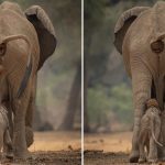 Newborn Elephant Gets Struck On Head By Mum’s Excrement – To Strengthen Its Immune System