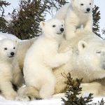 Polar bears celebrate International Polar Bear Day by playing, snuggling, and hunting