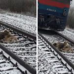 Courageous Dog Spends Two Days on Train Tracks with Wounded Dog Buddy