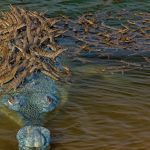 The crocodile father carries more than 100 young on his back to protect them