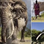Incredible photos show a 50-year-old elephant in Kenya with 100-pound tusks that are closely guarded, cooling down in the sun by dousing itself in the dust
