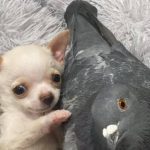 At A Shelter, A Pigeon Who Can’t Fly, And A Puppy Who Can’t Walk Have An Exceptionally Lovely Friendship
