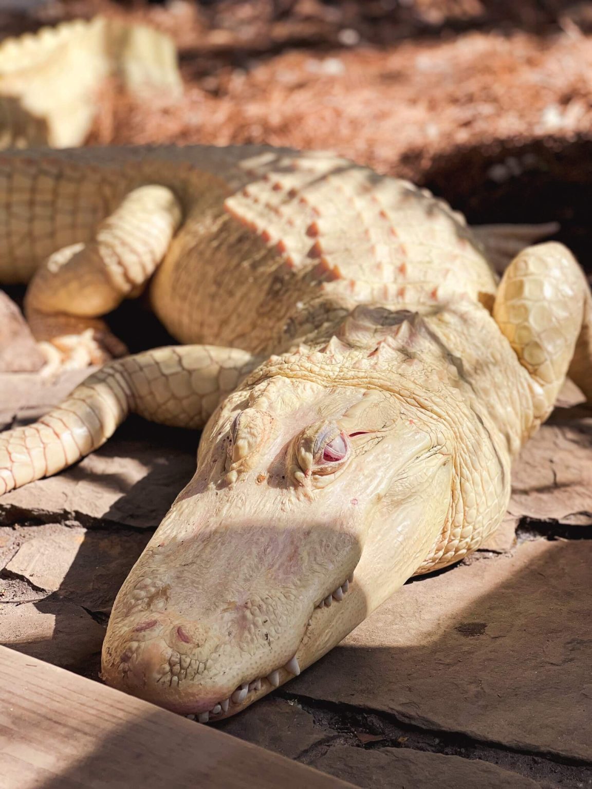 A Wild Florida Zoo's Adorable Albino Alligators Are StatueLike Rockstars Bluekingo A
