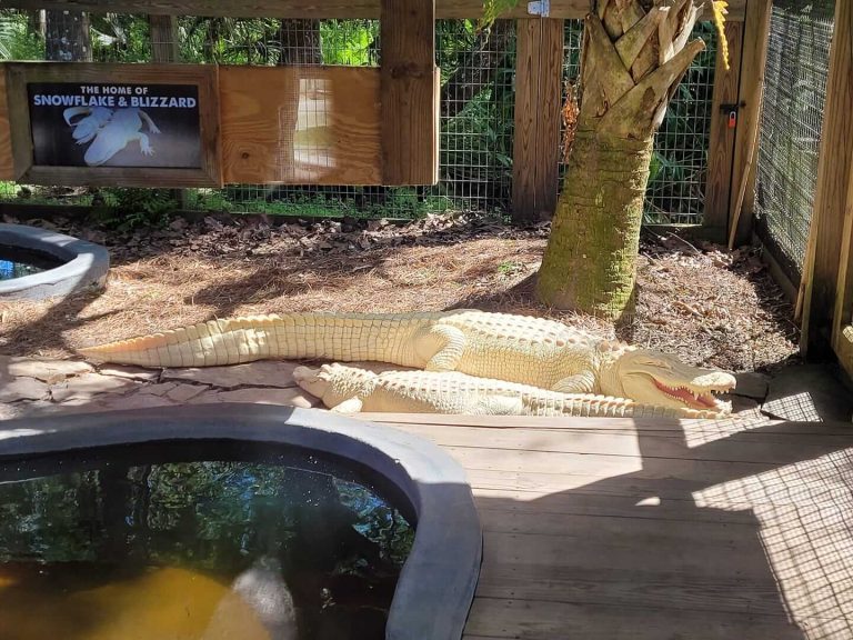 A Wild Florida Zoo's Adorable Albino Alligators Are StatueLike Rockstars Bluekingo A