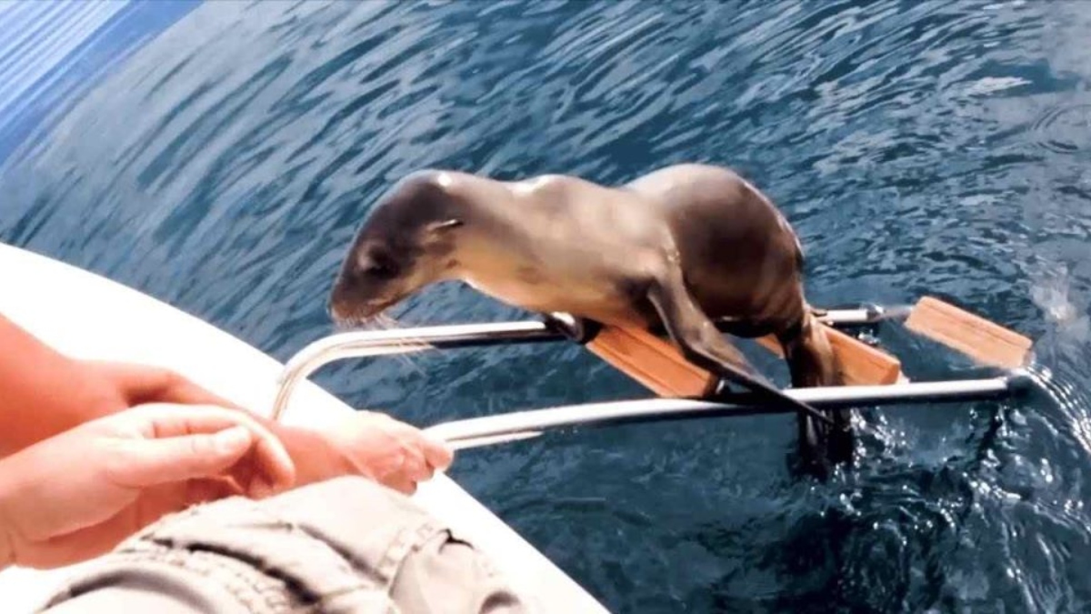 Friendly Baby Sea Lion Cuddles With Boater in California After Climbing