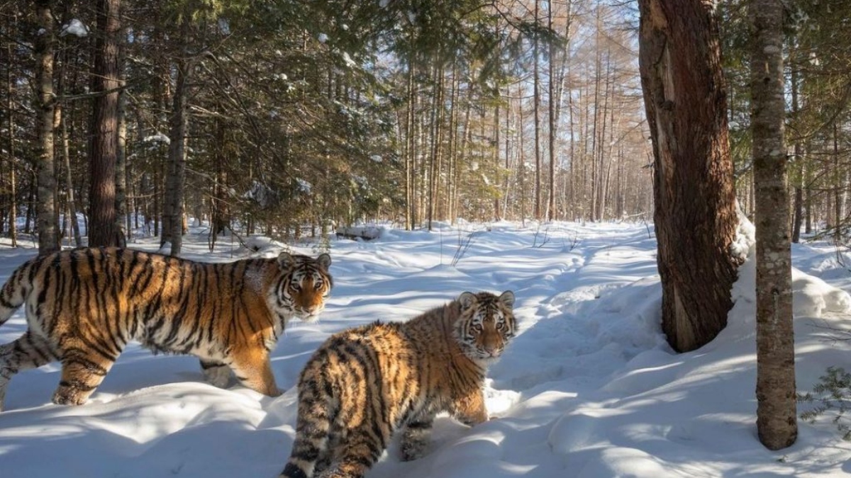 Rare Siberian Tigers Are Captured In Their Natural Snowy Environment by ...