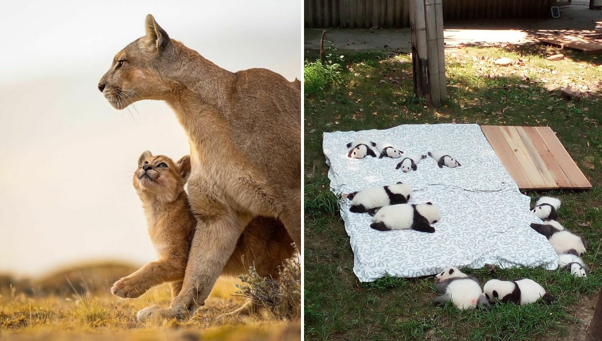 Discover the 50 cutest baby animals ever captured on the internet! New photos that will melt your heart. 🐾❤️ #BabyAnimals #CutenessOverload