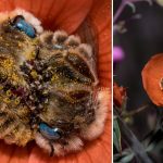 It turns out that a species of bee sleeps in flowers, and it’s just as adorable as it sounds