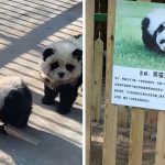 Zoo Faces Backlash Over Dyeing Dogs to Resemble Pandas in Misleading Exhibit