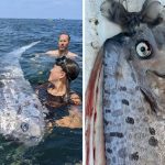 Oarfish Sighting Off San Diego Sparks Earthquake Speculation